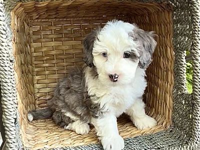 Mini Bernedoodles