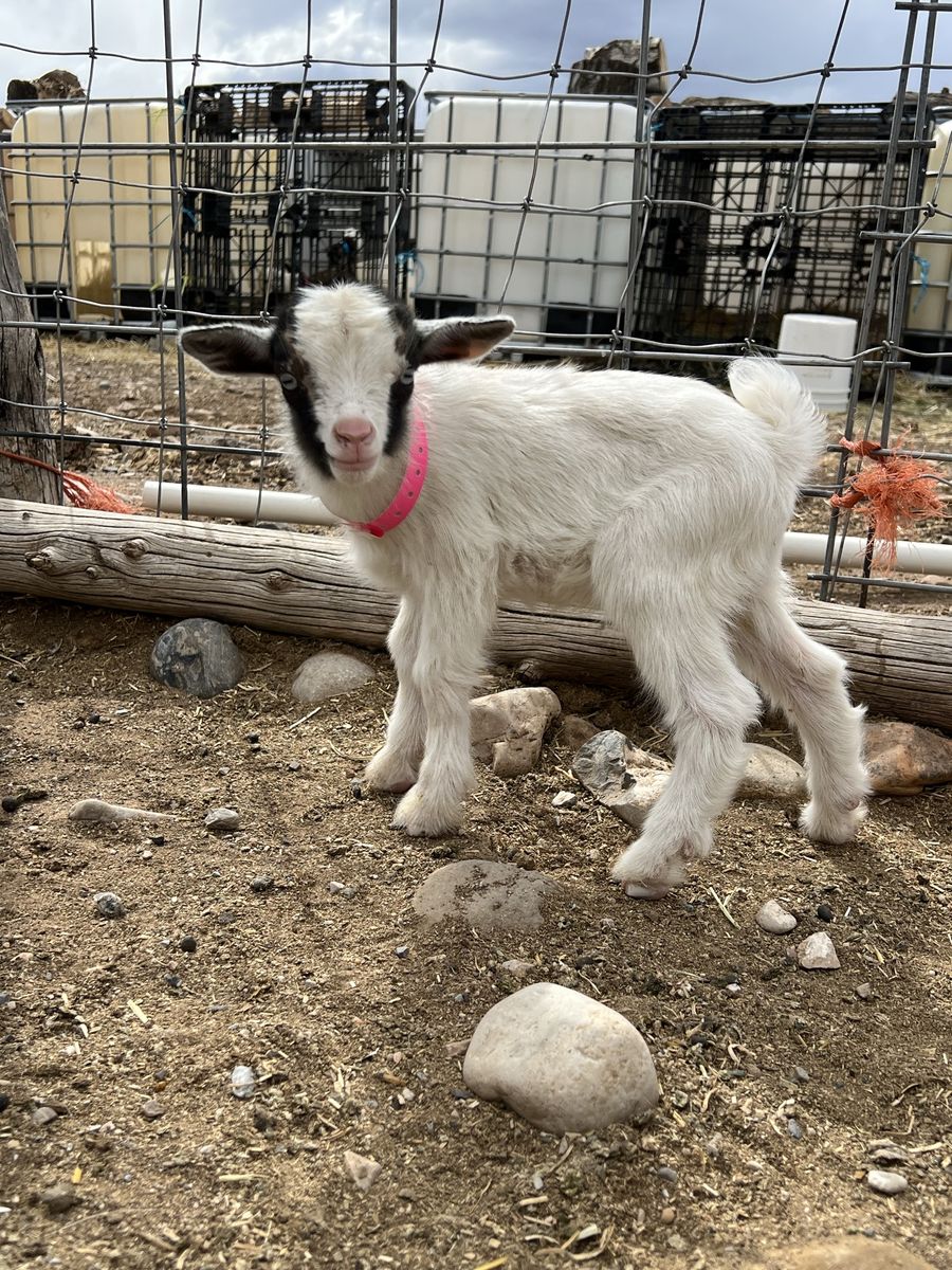 Blue Eyed Nigerian Dwarf Doeling Bottle Baby