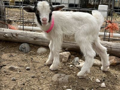 Blue Eyed Nigerian Dwarf Doeling Bottle Baby