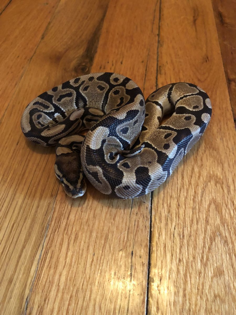 Normal Ball Python with Cage