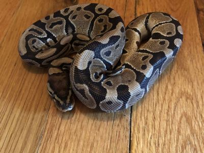 Normal Ball Python with Cage