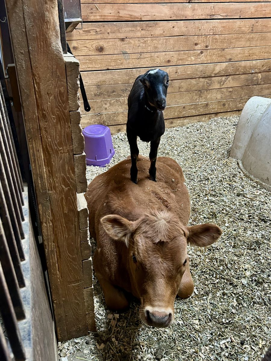 Lamancha Buckling