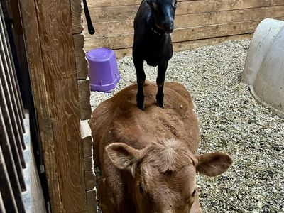 Lamancha Buckling