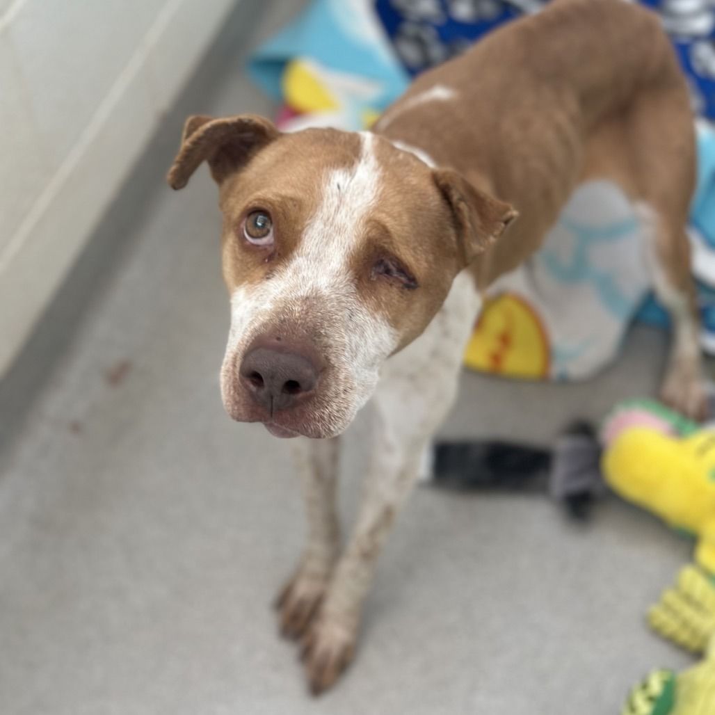 Hello my name is Juliet