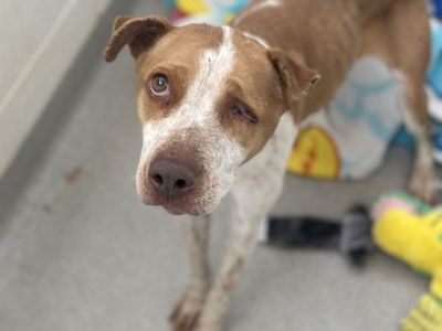 Hello my name is Juliet