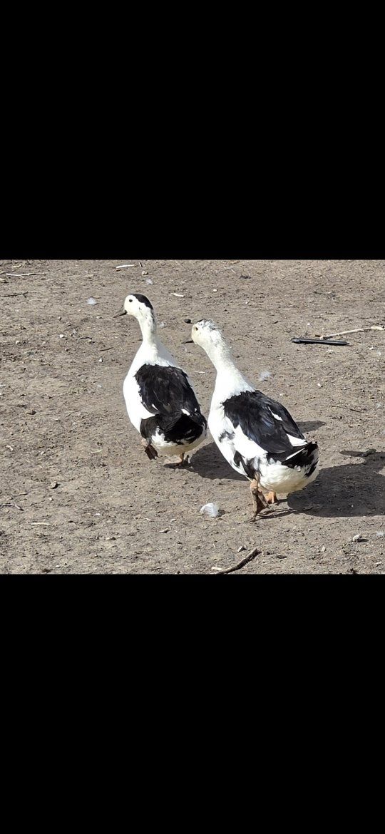 Anacona/Magpie Breeding Trio