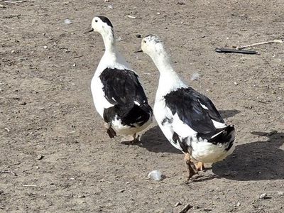 Anacona/Magpie Breeding Trio
