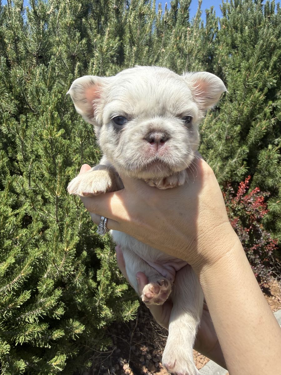 AKC French Bulldog Puppies