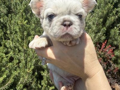 AKC French Bulldog Puppies