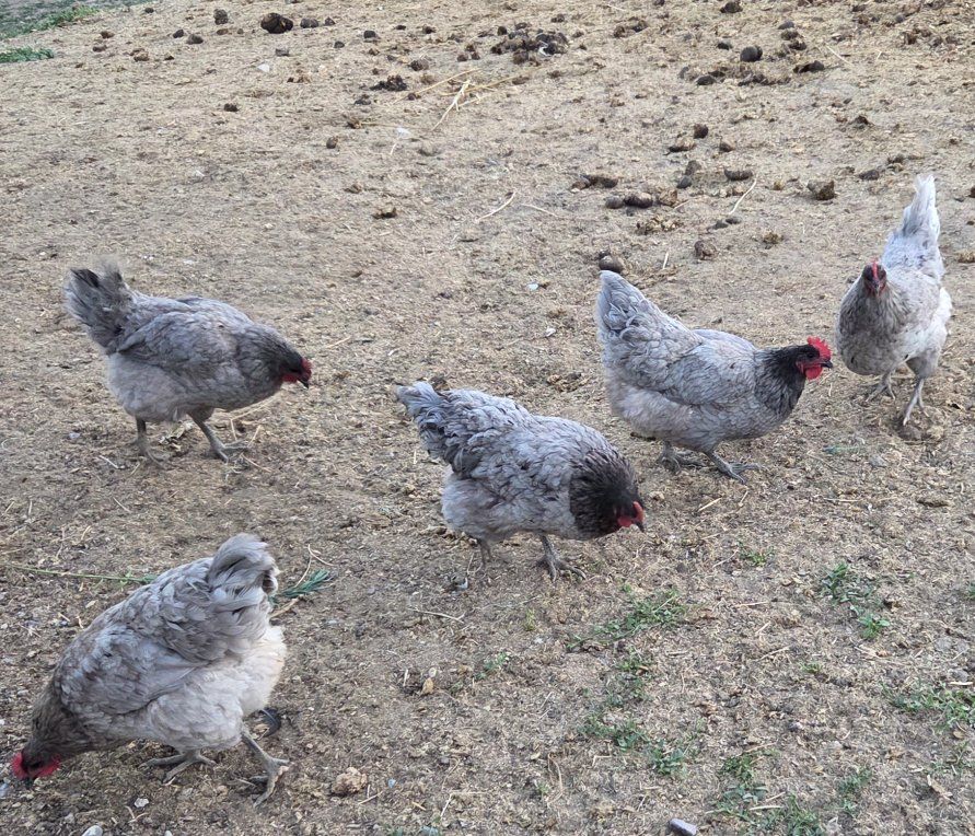 9 months old, 5 Sapphire Gem hens, Great Layers