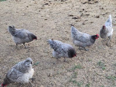 9 months old, 5 Sapphire Gem hens, Great Layers