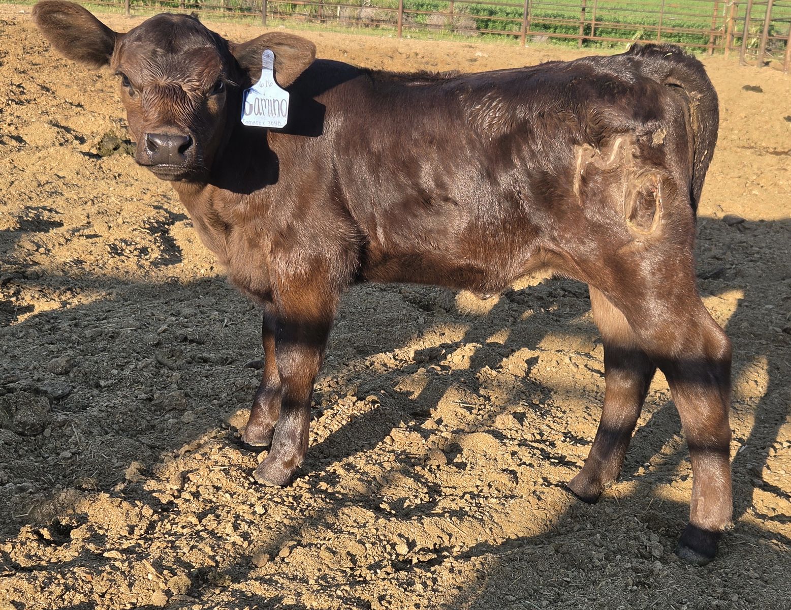 Beef calf