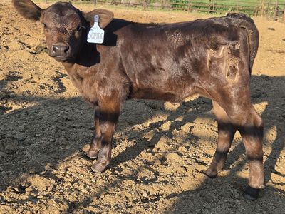 Beef calf