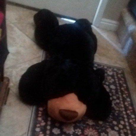 CUDDLE BUDDY!  42 INCHES OF BLACK BEAR HUGS!