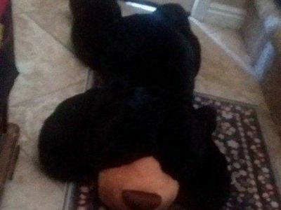 CUDDLE BUDDY! 42 INCHES OF BLACK BEAR HUGS!