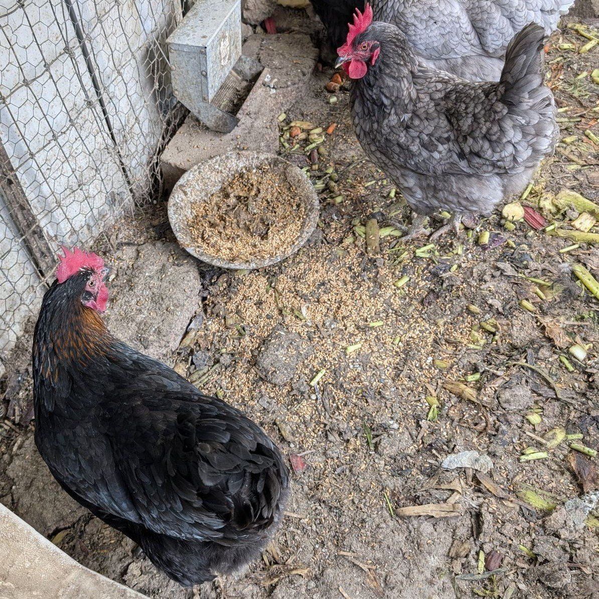 Young Active Prolific laying chickens