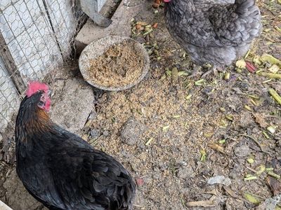 Young Active Prolific laying chickens