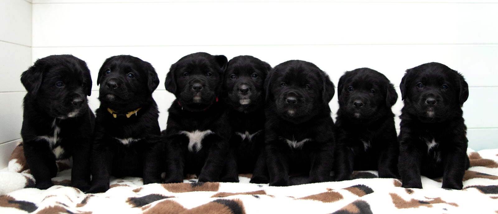 Labrador Retriever x Bernese Mountain Dog Puppies