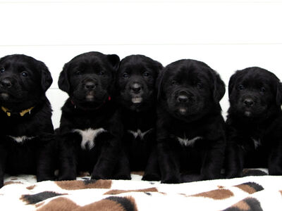 Labrador Retriever x Bernese Mountain Dog Puppies