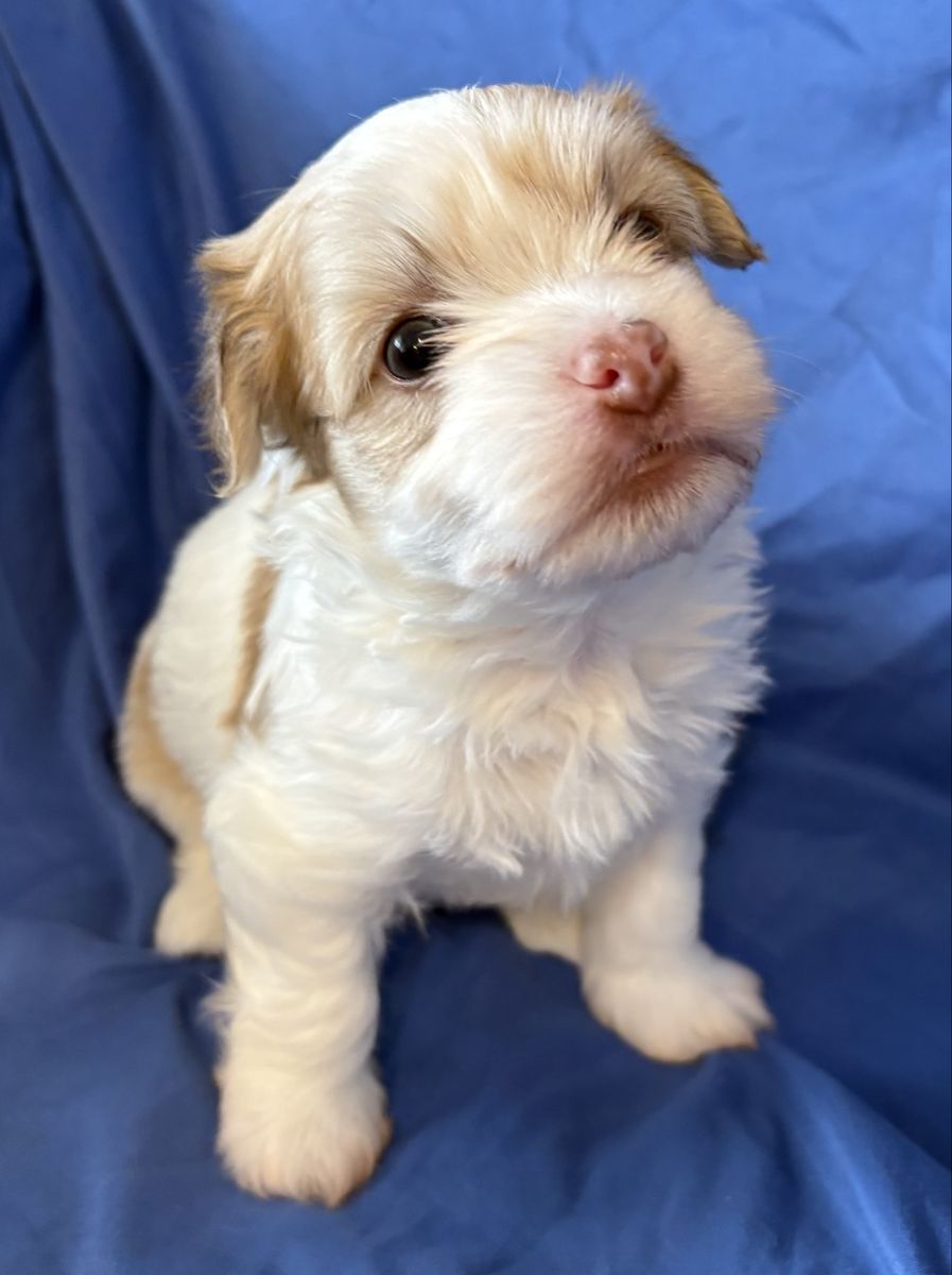 Havanese Pups / Great for Emotional support