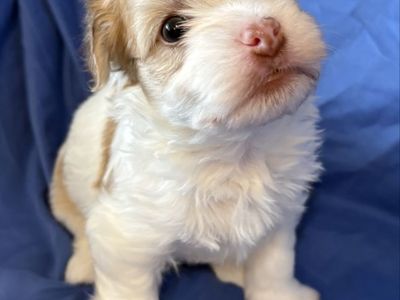Havanese Pups / Great for Emotional support