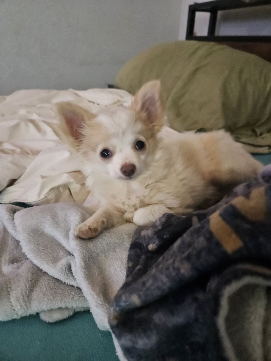 Tiny chihuahua