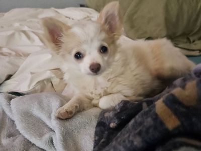 Tiny chihuahua
