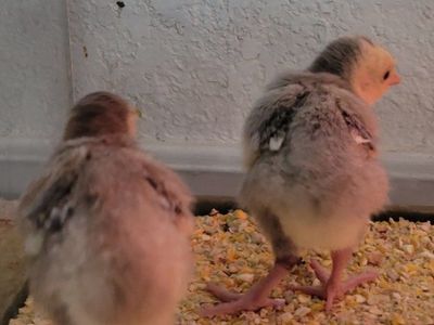 Turkey Poults