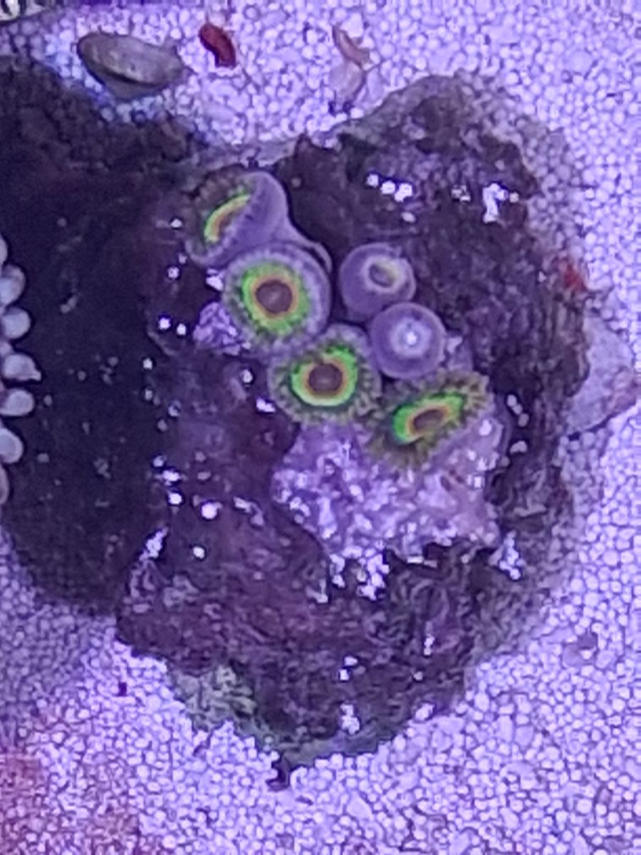 Zoas