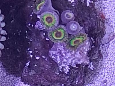 Zoas