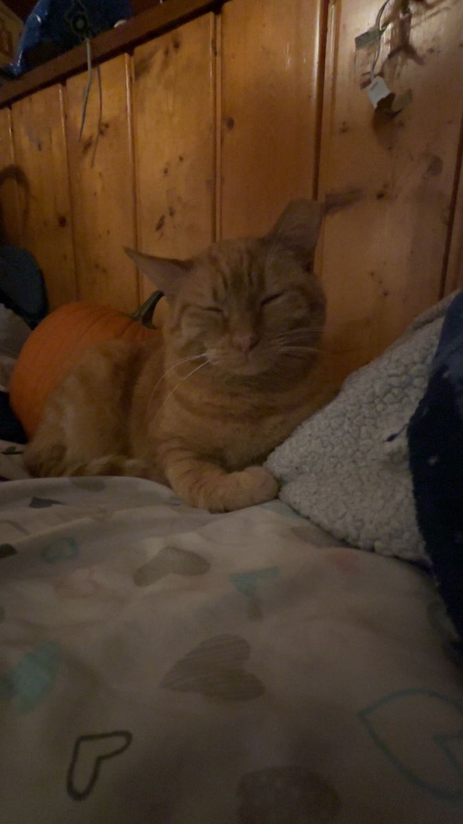 URGENT—Will Pay, Need Foster For 2 Cats ASAP Pls!!