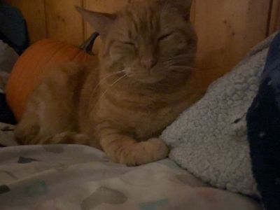 URGENT—Will Pay, Need Foster For 2 Cats ASAP Pls!!