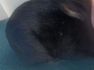 Free Proven Purebred New Zealand Buck
