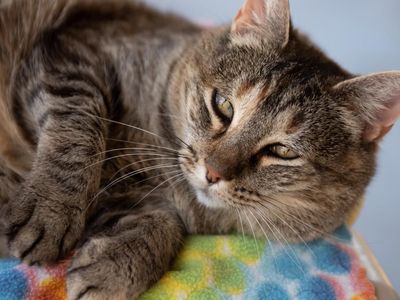 Hello my name is Zelda