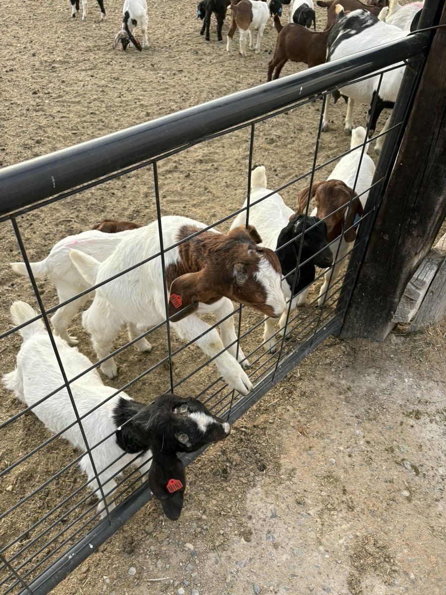 Weather Goats