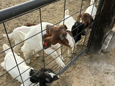 Weather Goats