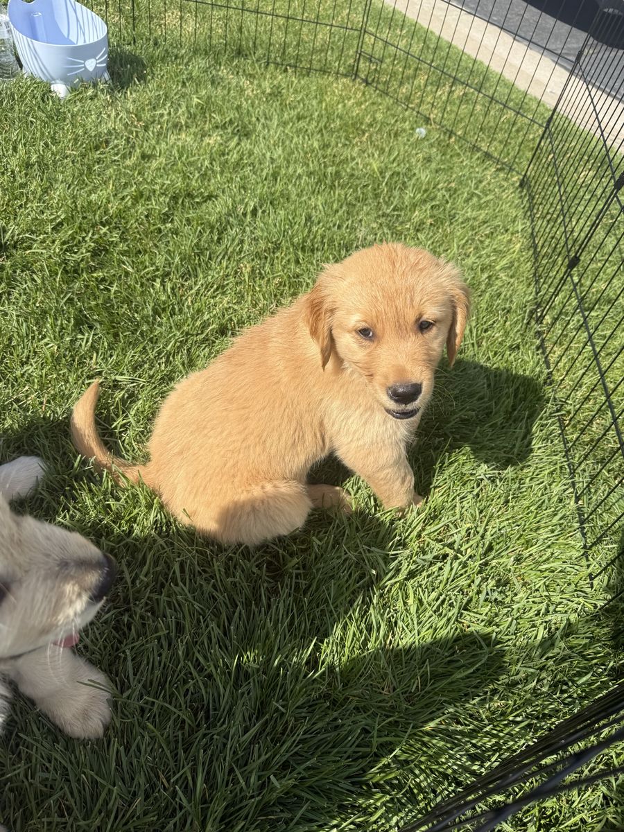 Adorable Golden Retriever Puppies For Sale - Ready for Their Forever Homes!