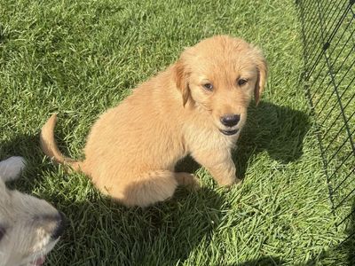 Adorable Golden Retriever Puppies For Sale - Ready for Their Forever Homes!