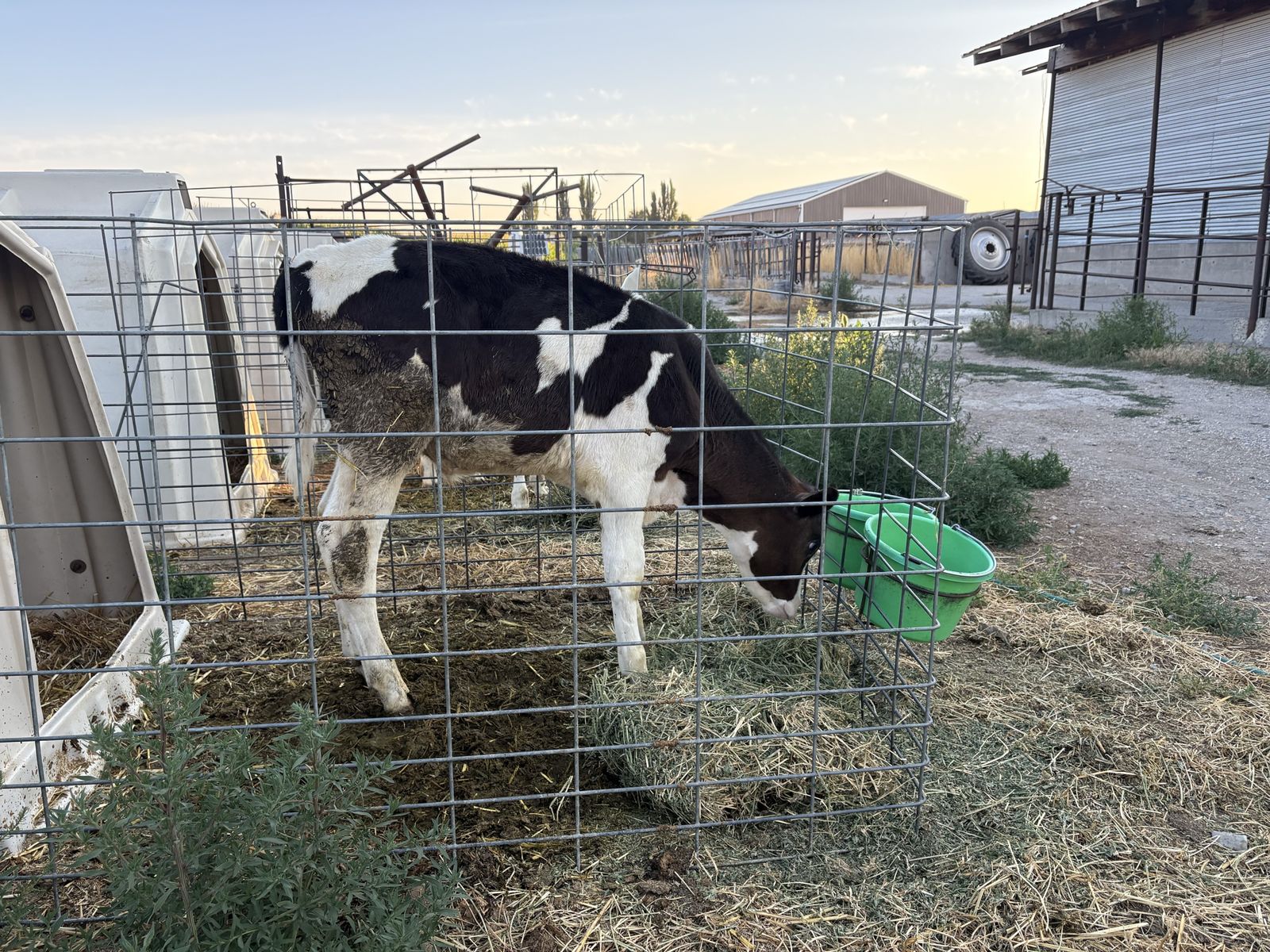 3month old weaned Holstein steers
