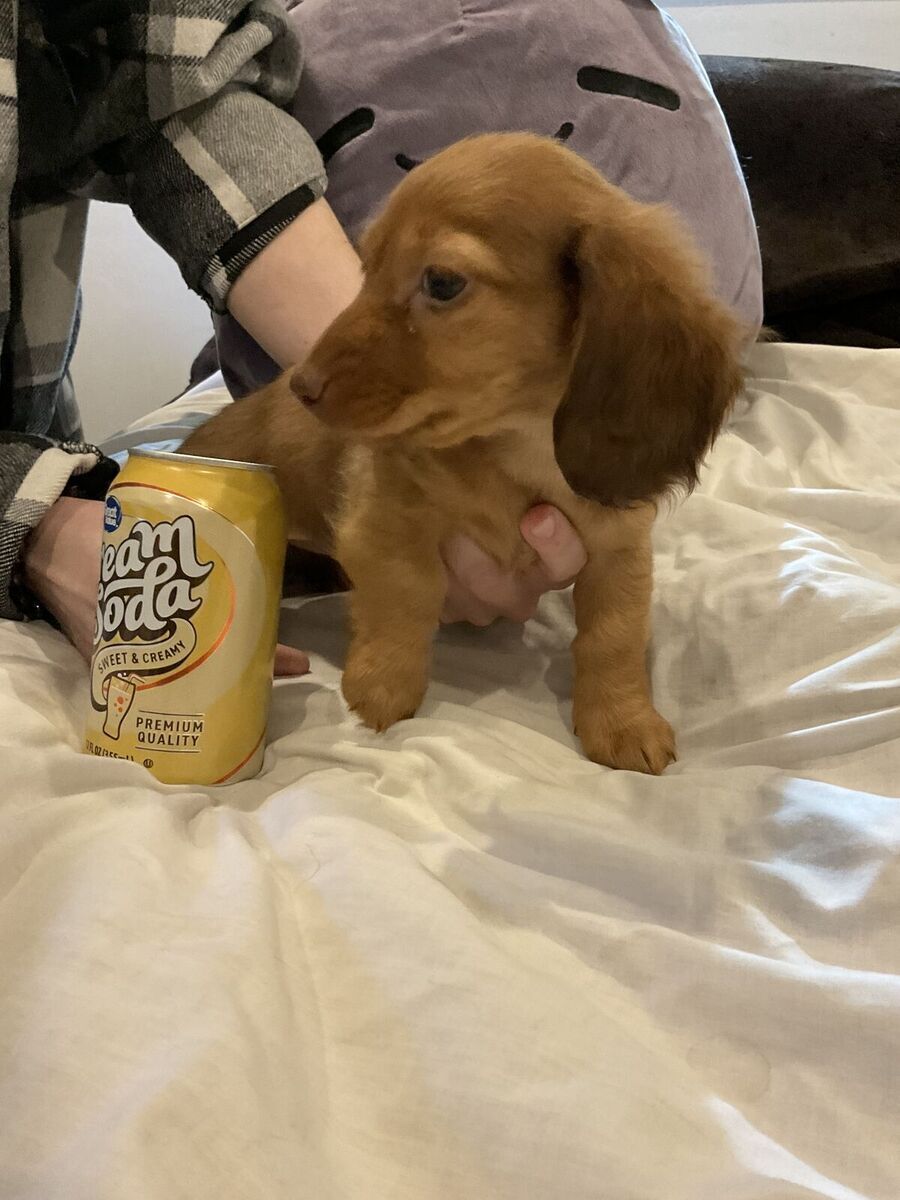 AKC LONG HAIR Female miniature dachshund