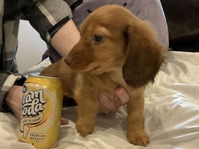 AKC LONG HAIR Female miniature dachshund