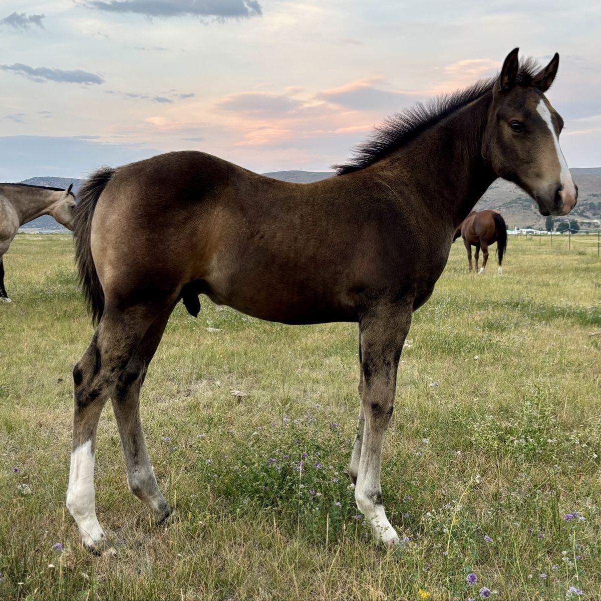 2026 Dun Colt. Cowhorse Bred