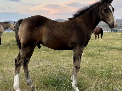 2026 Dun Colt. Cowhorse Bred
