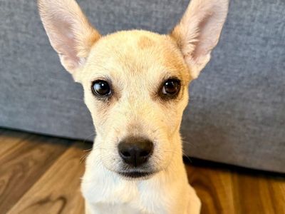 Hello my name is Apex