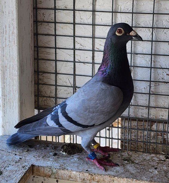 Homing Pigeons