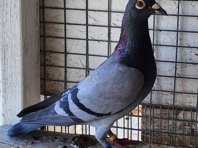 Homing Pigeons