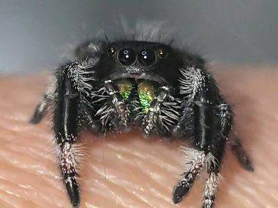 Male Regal (Phidippus Regius) jumping spiders for sale