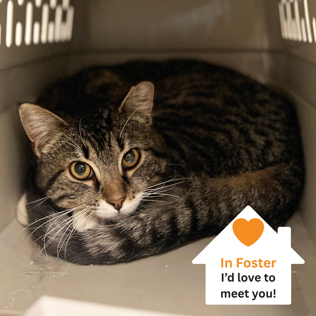 Hello my name is Sandpiper