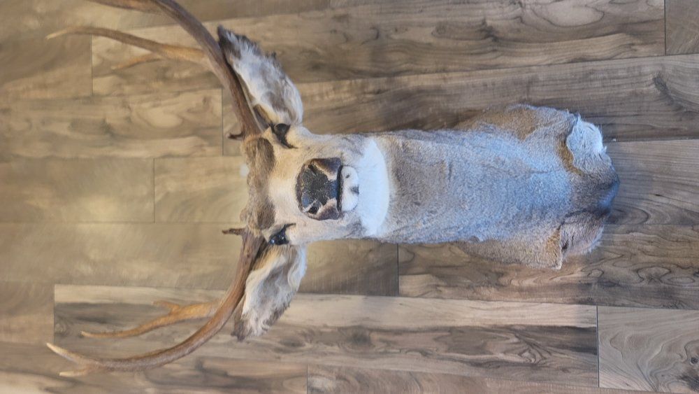 Main image 4