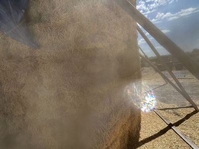 3rd cut alfalfa
